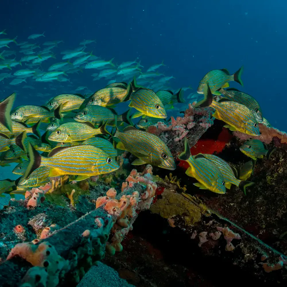 Plongée sur épave Martinique