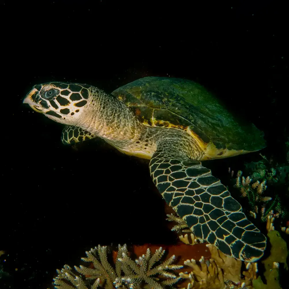 Plongée de nuit Martinique