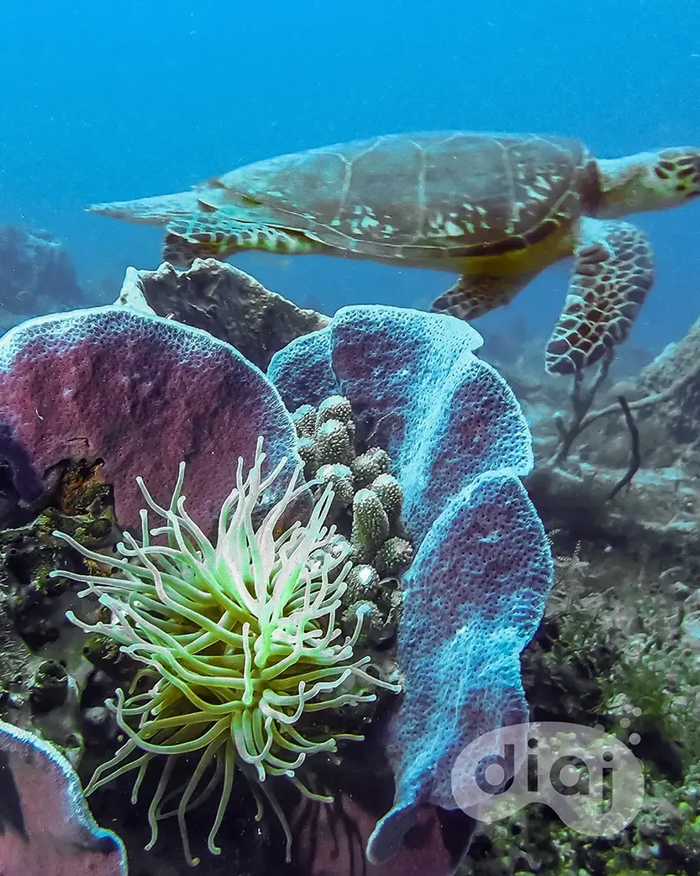 Tortue marine sur le récif de la Réserve Albert Falco